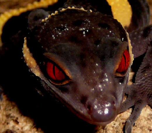 goniurosaurus orientalis toyamai yamashinae kuroiwae splendens